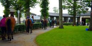 The parade ring at Gowran Park! 